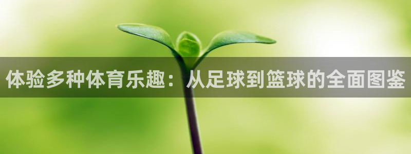 体验多种体育乐趣：从足球到篮球的全面图鉴