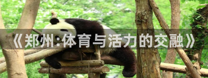 《郑州:体育与活力的交融》