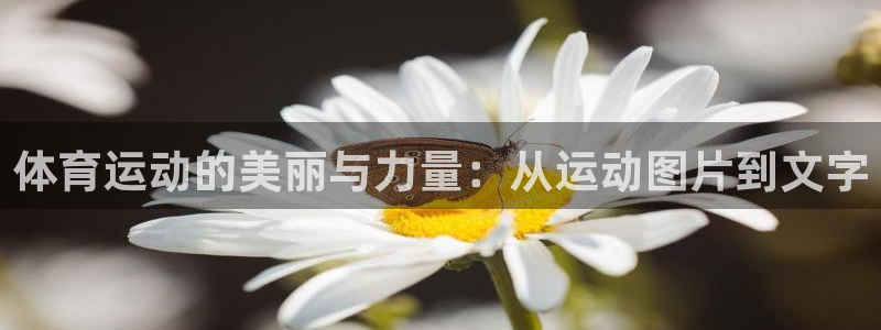体育运动的美丽与力量：从运动图片到文字